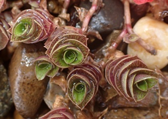 PA246145a.jpg